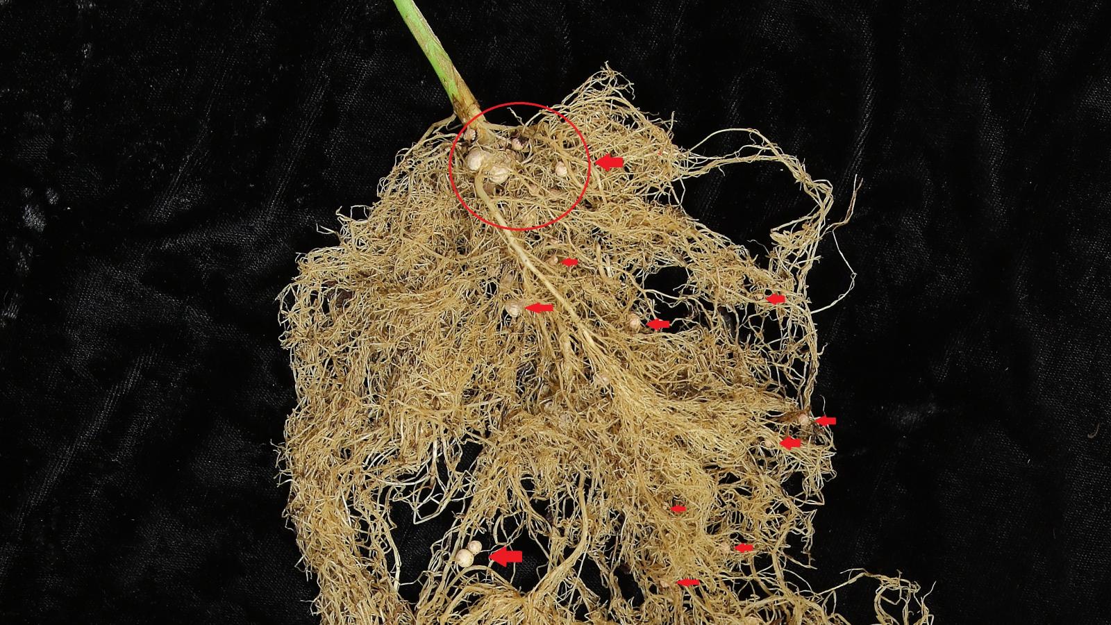 Soybean roots treated with rhizobium 