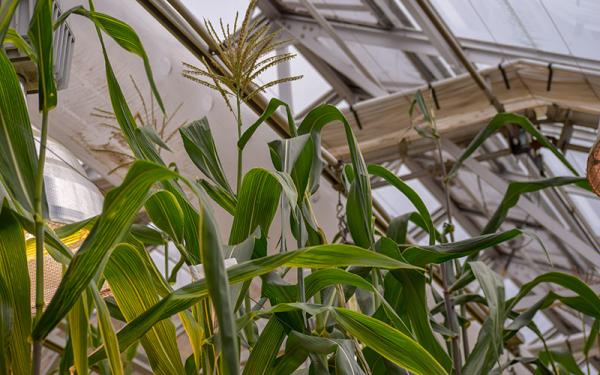 Corn being experimented on in greenhouse
